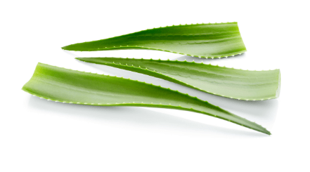 Aloe Vera Leaves $3.49 / piece vegetable - Sale Cosmic